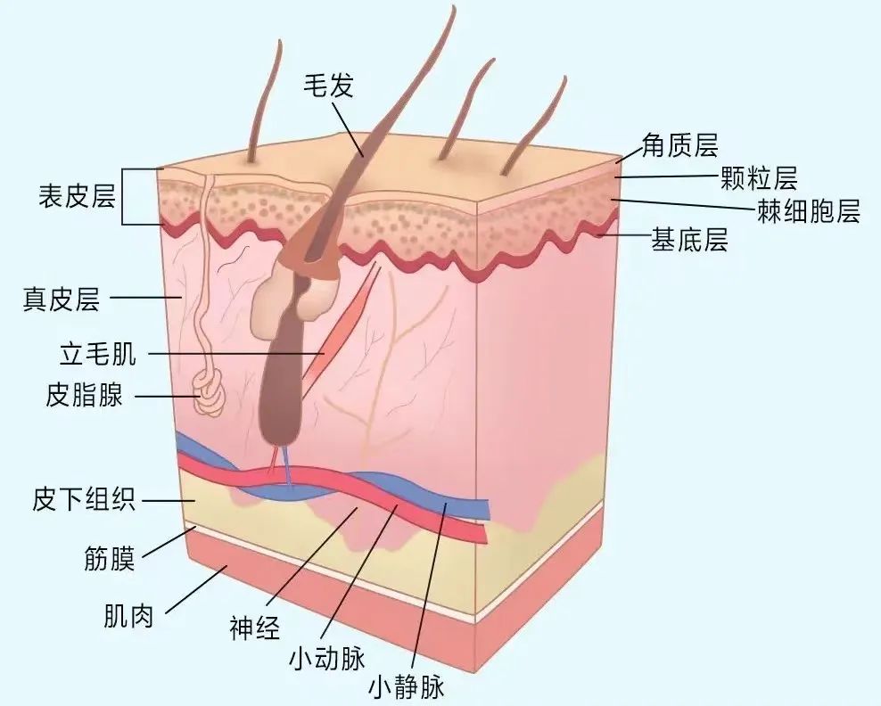 外阴白斑患者为什么会脱屑？