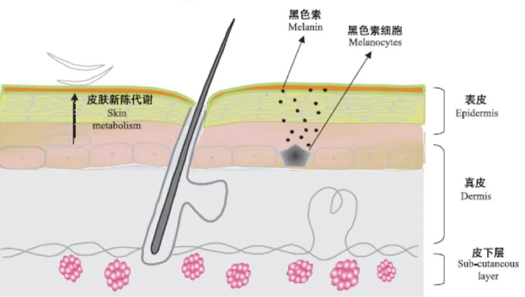 外阴皮肤发白应该如何补充黑色素？