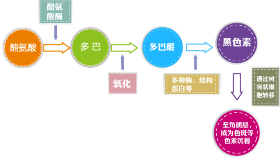 外阴白斑患者在康复过程中吃哪些食物好的快？